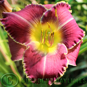 Daylily daylilies growing in my garden