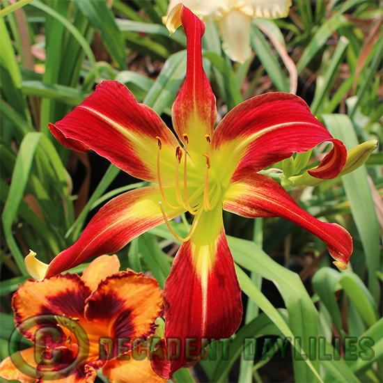 Bright red spider daylily large yellow green throat