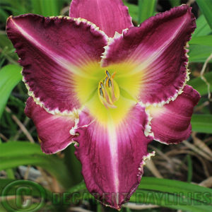 Daylily daylilies growing in my garden