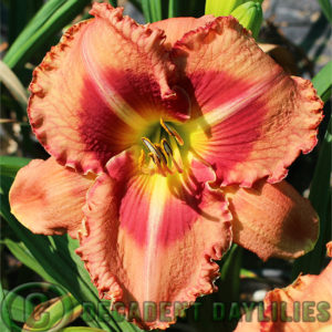 Daylily daylilies growing in my garden