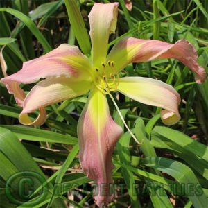 Daylily daylilies growing in my garden