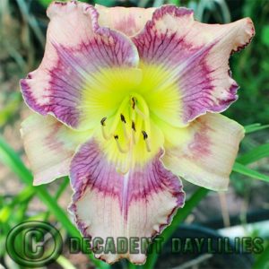 Daylily daylilies growing in my garden