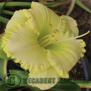 Daylily daylilies growing in my garden