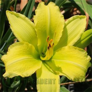 Daylily daylilies growing in my garden