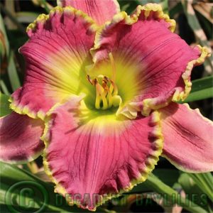 Daylily daylilies growing in my garden