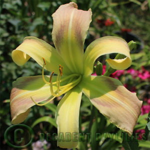 Daylily daylilies growing in my garden