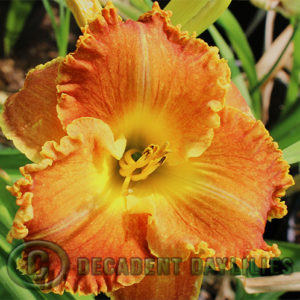 Daylily daylilies growing in my garden