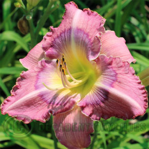 Daylily daylilies growing in my garden