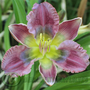 Daylily daylilies growing in my garden