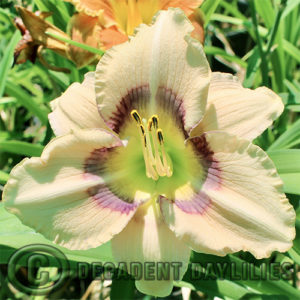 Daylily daylilies growing in my garden