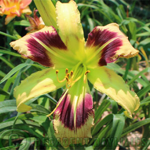 Daylily daylilies growing in my garden