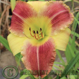 Daylily daylilies growing in my garden