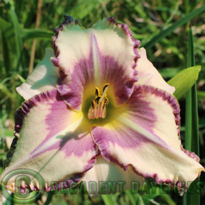 Daylily daylilies growing in my garden