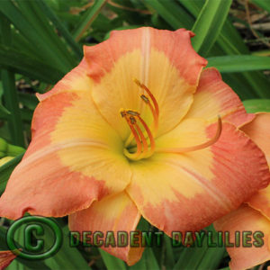 Daylily daylilies growing in my garden