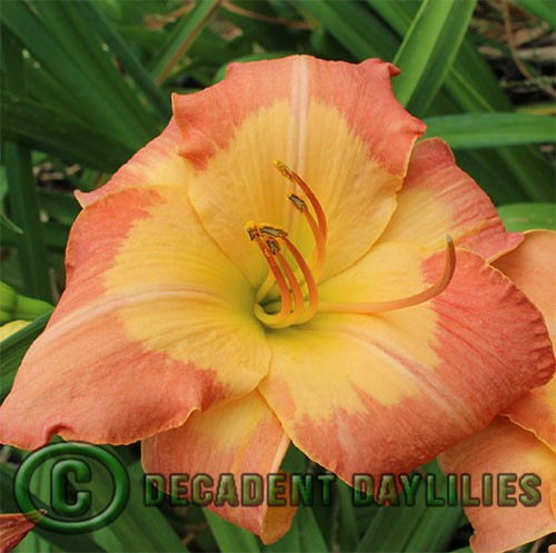 Daylily daylilies growing in my garden