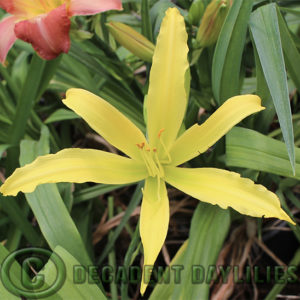 Daylily daylilies growing in my garden