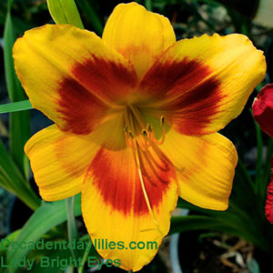 Daylily daylilies growing in my garden