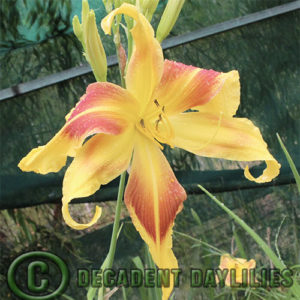 Daylily daylilies growing in my garden