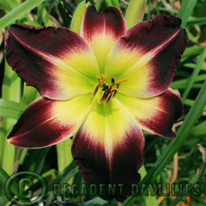 Daylily daylilies growing in my garden