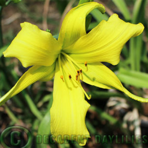 Daylily daylilies growing in my garden