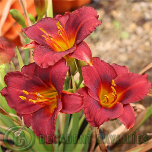 Daylily daylilies growing in my garden