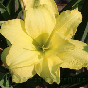 Daylily daylilies growing in my garden