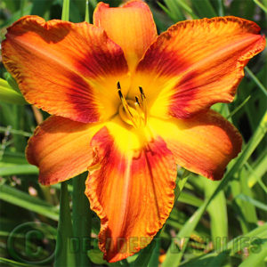 Daylily daylilies growing in my garden