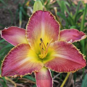 Daylily daylilies growing in my garden