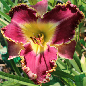 Daylily daylilies growing in my garden