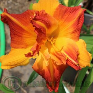 Daylily daylilies growing in my garden