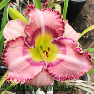 Daylily daylilies growing in my garden