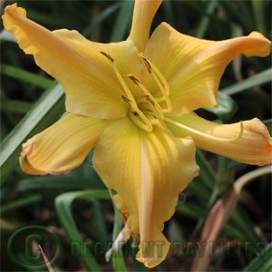 Daylily daylilies growing in my garden