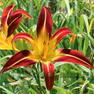 Daylily daylilies growing in my garden