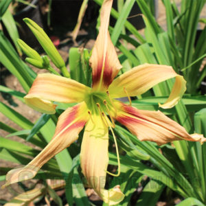 Daylily daylilies growing in my garden