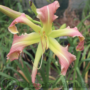 Daylily daylilies growing in my garden