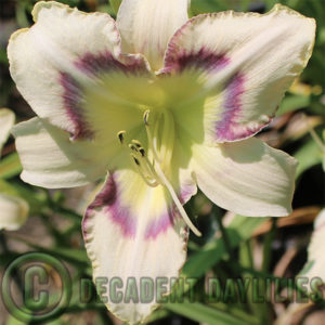 Daylily daylilies growing in my garden