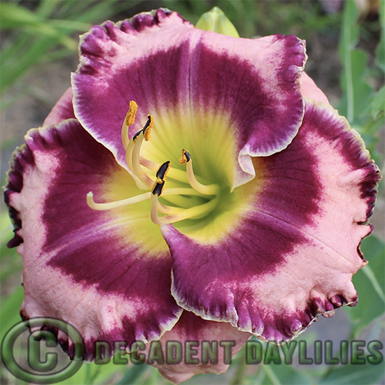 Image of Daylilies wildflower