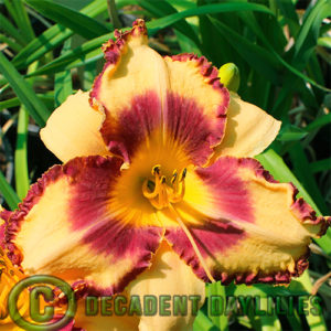 Daylily daylilies growing in my garden