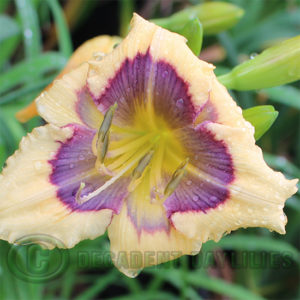 Daylily daylilies growing in my garden