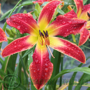 Daylily daylilies growing in my garden