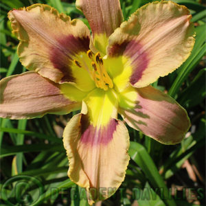 Daylily daylilies growing in my garden