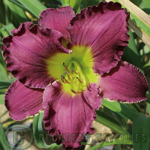 Daylily daylilies growing in my garden