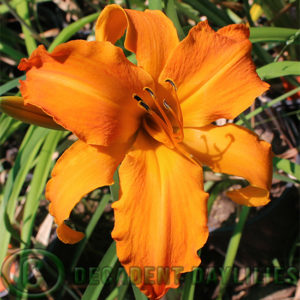 Daylily daylilies growing in my garden