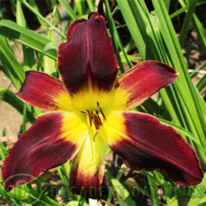 Daylily daylilies growing in my garden