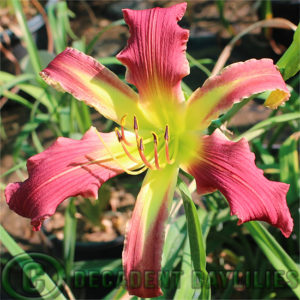 Daylily daylilies growing in my garden