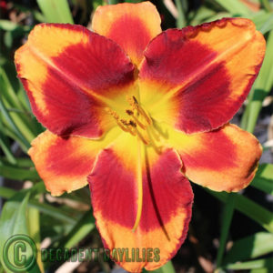 Daylily daylilies growing in my garden