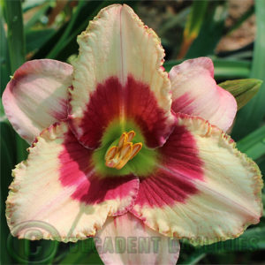 Daylily Rhodolite Prism