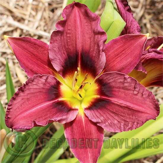 Royal Occasion Decadent Daylilies Australia