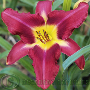 Daylily daylilies growing in my garden