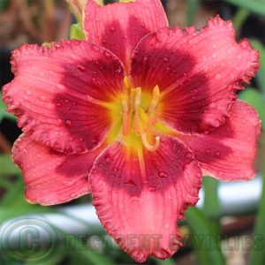 Daylily daylilies growing in my garden